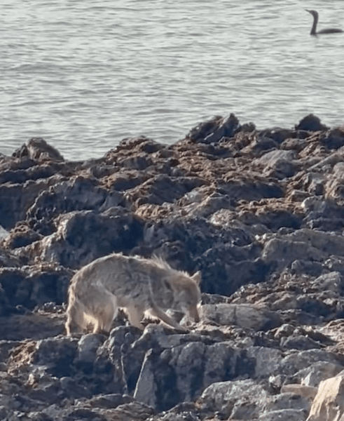 Дика тварина на скелястому березі Алькатраса Дика тварина на кам'янистому березі острова Алькатрас після запливу по воді